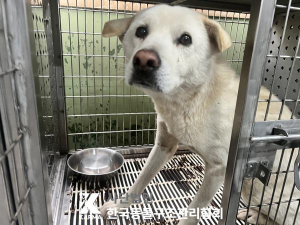 종료(안락사) 믹스…